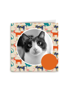 fotokaart miiiauw katten