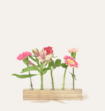 Brievenbuspakket Vaasjes Pink