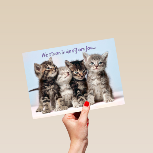 Kittens