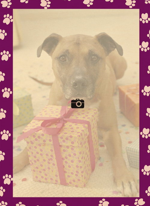 Houten Kaart Dierendag | Houten Kaart Hallmark | Dierendag | Fotokaart Paars Omkader Viervoeter