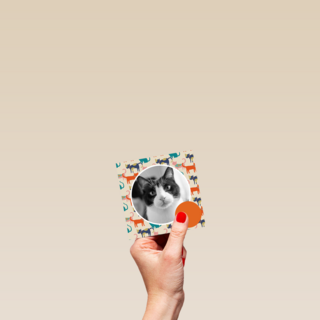 fotokaart miiiauw katten
