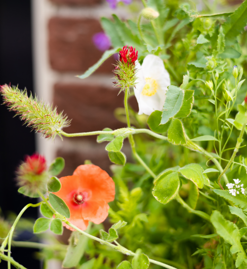 Hoera Het Is Feest Blossombs Box Met 9 Bloemzaden en DIY slinger