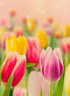 lente kaart tulpen voorjaar