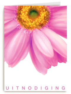 grote roze gerbera