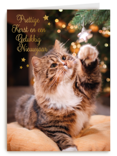 Prettige kerst en gelukkig nieuwjaar kat