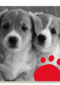twee schattige hondjes