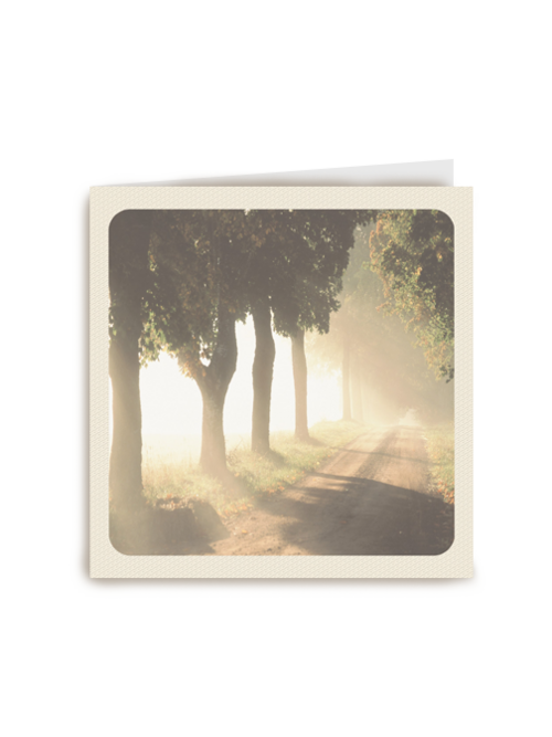morning forest