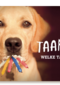 animal fiesta taart welke taart