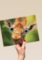 animal fiesta een giraffe met grote ogen