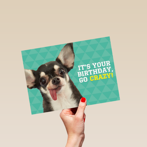 animal fiesta its your birthday go crazy
