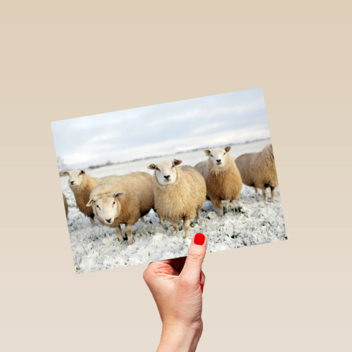 schapen in de sneeuw