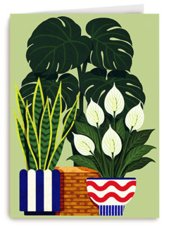Nieuw Huis Planten
