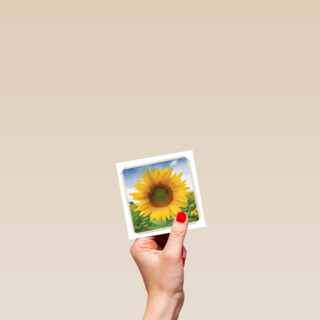 flash zonnebloem