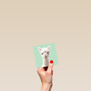 Blanco kaart alpaca