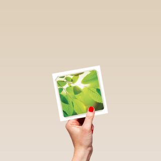 flash groen blad