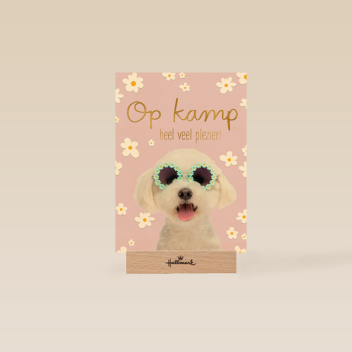 Hond op kamp