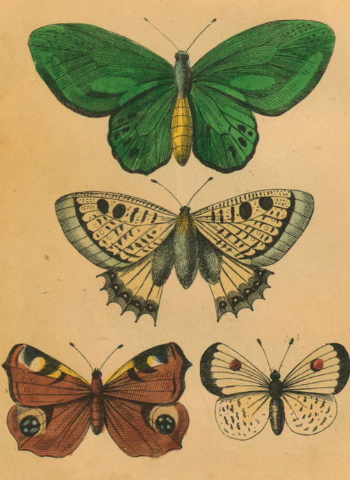 Houten Kaart | Herfst Kaart Driemaal Vlinders