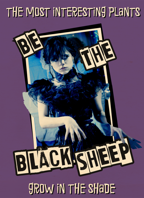 Houten Kaart Verjaardagskaarten | Wednesday Be The Black Sheep