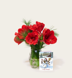 Brievenbusbloemen Amaryllis Rood
