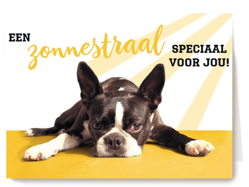 animal fiesta een zonnestraal speciaal voor jou