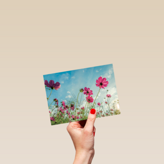 roze bloemen tegen een blauwe lucht