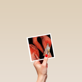 blanco kaart flamingo