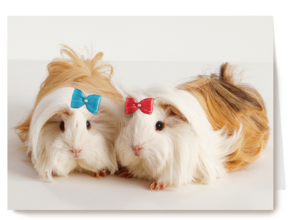 hamsters met strikjes