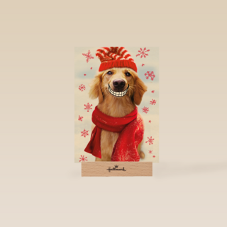 Big smile dog christmas