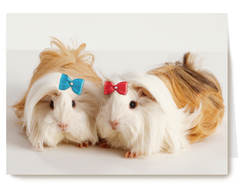 hamsters met strikjes