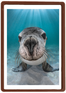 blanco kaart zeeleeuw