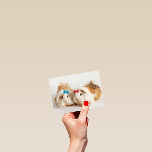 hamsters met strikjes