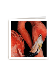 blanco kaart flamingo