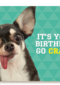 animal fiesta its your birthday go crazy