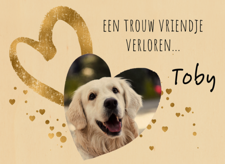 Condoleance rozen wit