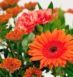 Boeket Bloemen Emmanuel