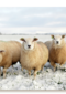 schapen in de sneeuw