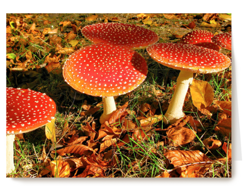 Paddenstoelen in de herfst