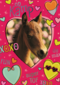 Op kamp paard