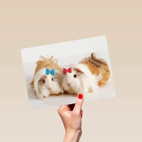 hamsters met strikjes
