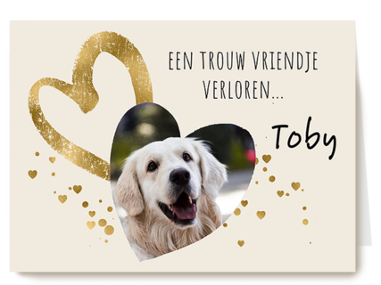 Condoleance rozen wit