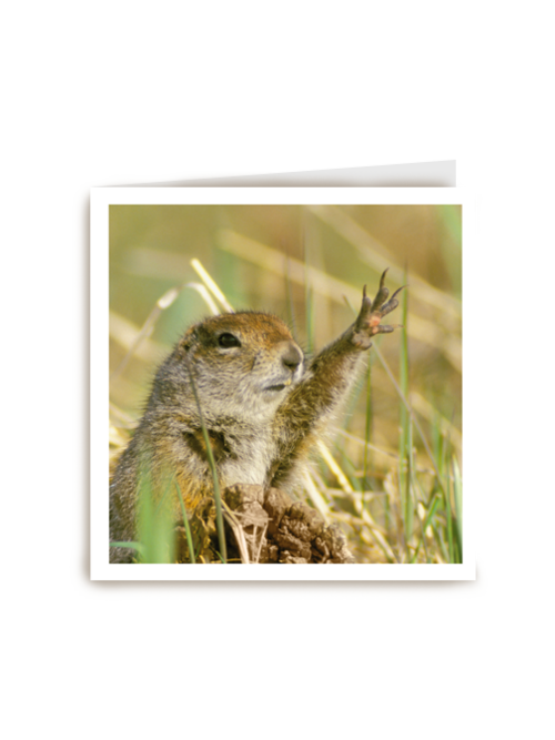 blanco kaart marmot