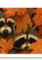 Wasbeertjes in de herfst