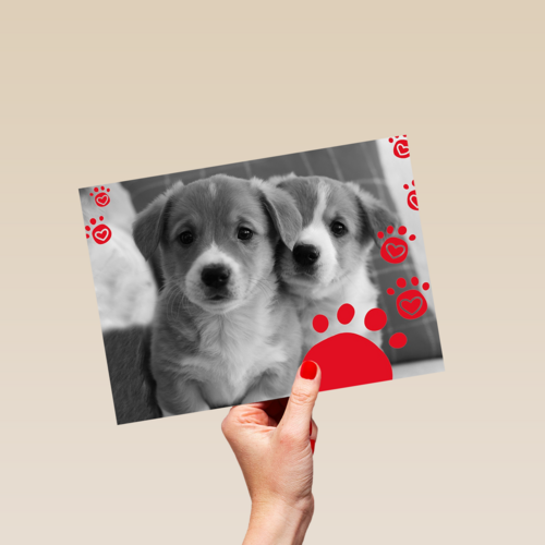 twee schattige hondjes