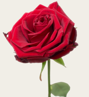Single Roos Rood Met Vaas en Ayurveda Foam