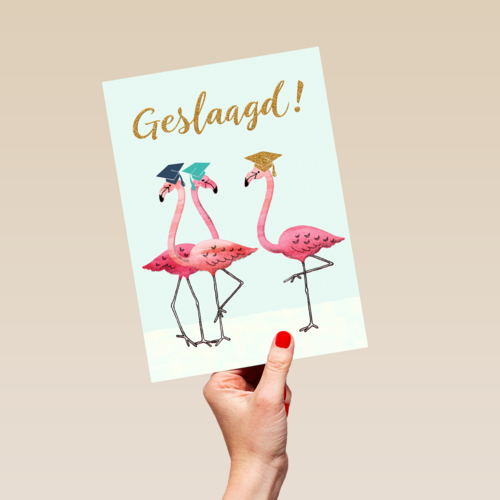 Flamingo geslaagd