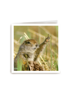 blanco kaart marmot