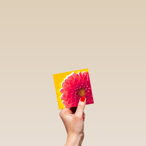 Blanco kaart rode dahlia